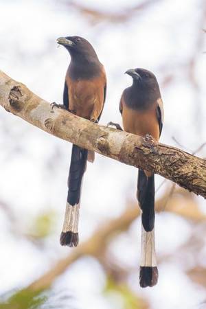 The bird-counting exercise was undertaken between February 16 and 19. | Photo Credit: Special Arrangement