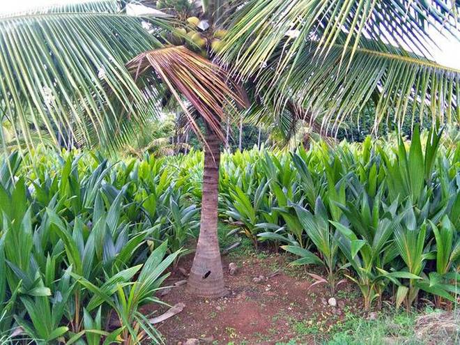 Coconut seedlings at the Government Fruits and Horticulture Centre near Krishnaraja Sagar reservoir in Mandya district. | Photo Credit: B_MAHADEVA(Freelancephotograph