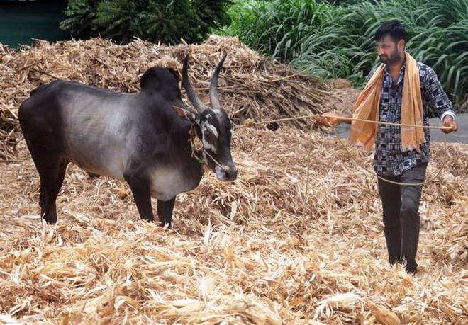 Racing bull: A Hori Habba enthusiast displays a Hallikar sporting breed at Tadasanahalli, in Shikaripur taluk. | Photo Credit: Vaidya