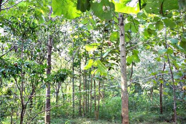 One of the tree parks created by environmentalist Bhoohalli Puttaswamy in Channapatna. He has planted over 4,000 saplings at different parts Channapatna taluk in Ramanagaram district since 2007. 