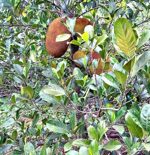 The jackfruit orchard of Shivaprasad Varmudi near Perla on the border with Kerala. | Photo Credit: Supplied