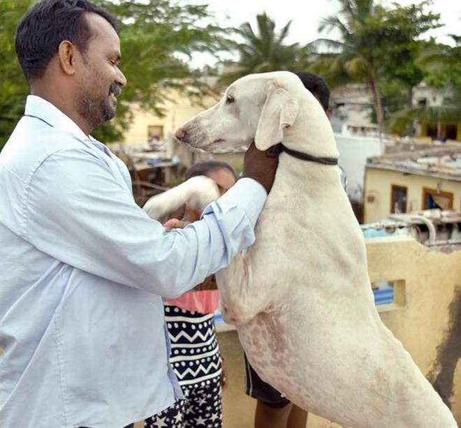 Venkappa Navalagi with his favourite Mudhol hound Raju in Lokapur village of Bagalkot district. Special Arrangement 