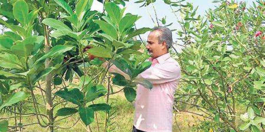 Nagesh in his forest in Abbalagere village of Shivamogga taluk | express